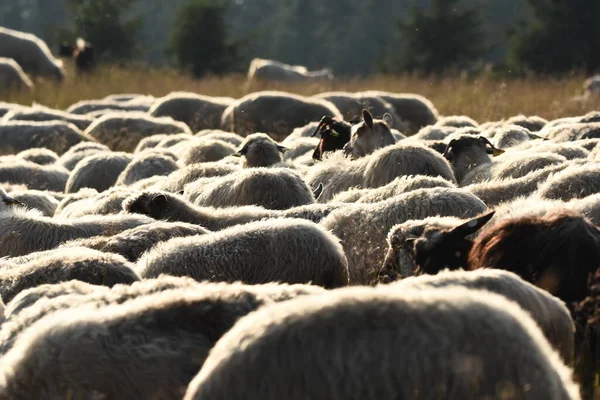 Una Manada Ovejas Pastando Pastos Rumania Pastos Montañosos Con Hierba —  Fotos de Stock