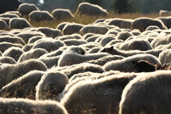 Una Manada Ovejas Pastando Pastos Rumania Pastos Montañosos Con Hierba — Foto de Stock