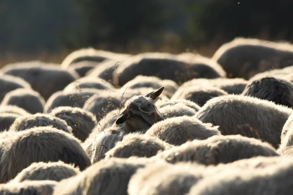 Romanya Otlakta Otlayan Bir Koyun Sürüsü Yeşil Çimenli Dağlık Çayırlar — Stok fotoğraf