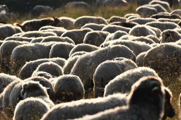 Troupeau Moutons Qui Paissent Dans Les Pâturages Roumanie Pâturages Montagneux — Photo