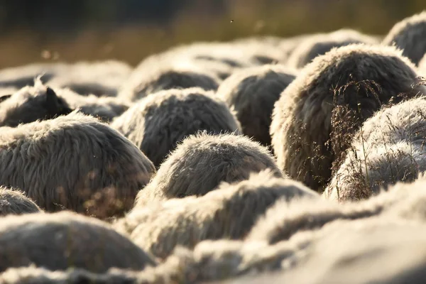 Una Manada Ovejas Pastando Pastos Rumania Pastos Montañosos Con Hierba — Foto de Stock