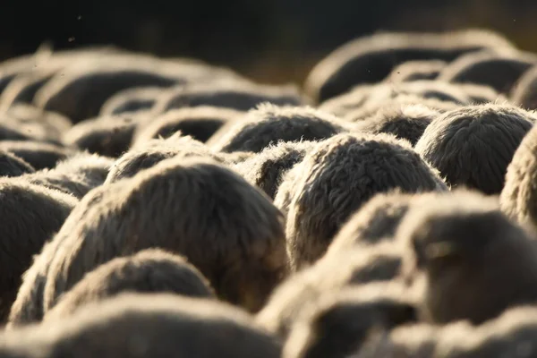 ルーマニアの牧草地で羊の放牧の群れ 緑の芝生の山の牧草地 群れを牛乳とせん断ウールに谷に運転 — ストック写真