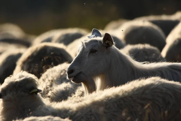 在罗马尼亚的牧场上放牧的一群羊 长满青草的高山牧场 把牛群赶到山谷里去挤牛奶和剪羊毛 — 图库照片