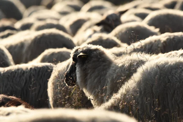 Una Manada Ovejas Pastando Pastos Rumania Pastos Montañosos Con Hierba —  Fotos de Stock