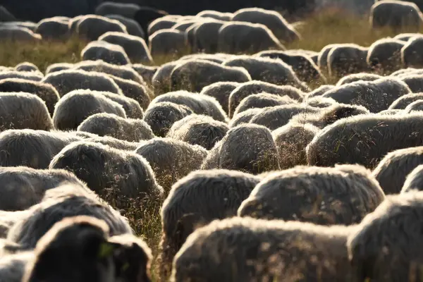 Una Manada Ovejas Pastando Pastos Rumania Pastos Montañosos Con Hierba — Foto de Stock