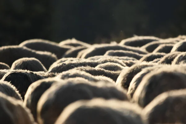 Een Kudde Schapen Die Grazen Weiden Roemenië Bergweiden Met Groen — Stockfoto