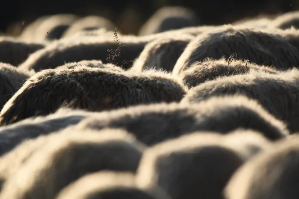 루마니아의 목초지에서 있습니다 자라는 소떼를 계곡으로 양털을 — 스톡 사진