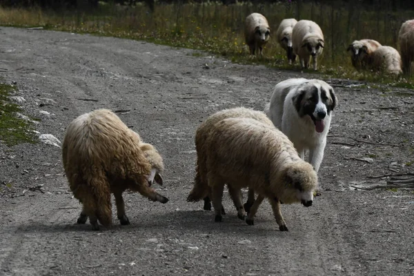 Una Mandria Pecore Pascolo Nei Pascoli Romania Pascoli Montani Con — Foto Stock