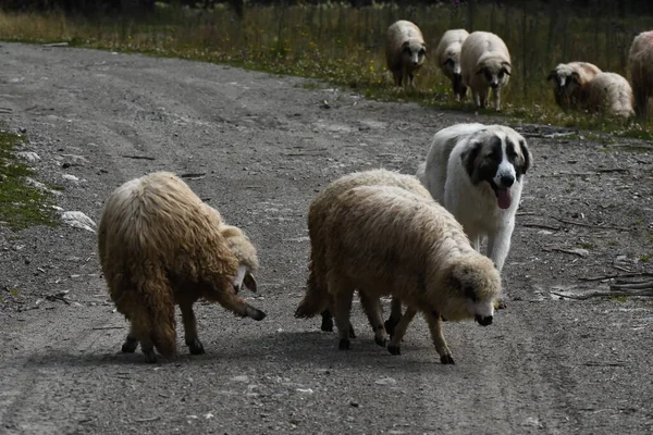 Troupeau Moutons Qui Paissent Dans Les Pâturages Roumanie Pâturages Montagneux — Photo