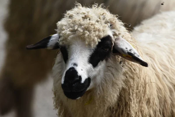 Romanya Otlakta Otlayan Bir Koyun Sürüsü Yeşil Çimenli Dağlık Çayırlar — Stok fotoğraf