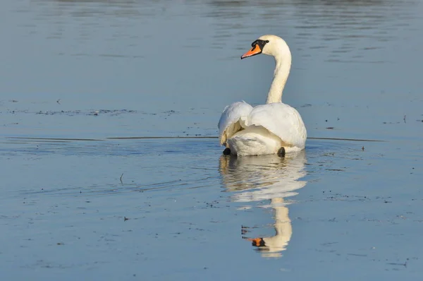 Stumma Svanen Simmar Sjön Floden Snövit Fågel Med Lång Hals — Stockfoto