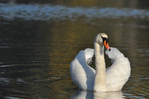 Cygne Muet Nageant Sur Lac Rivière Oiseau Blanc Neige Avec — Photo