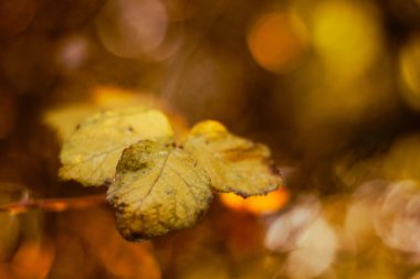 Arka planda günbatımı güneşi olan şeffaf sonbahar yaprakları