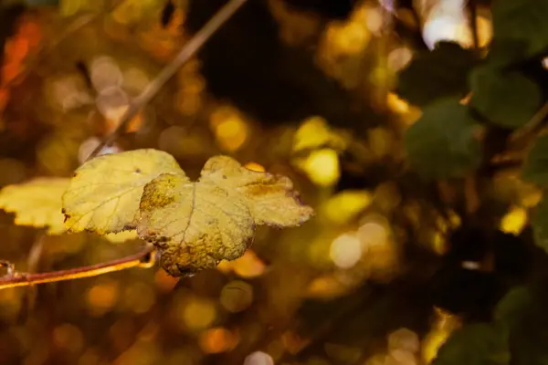 Translucent Autumn Leaves Sunset Sun Background — Stock Photo, Image