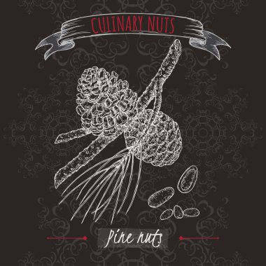 Pinus pinea, nam-ı diğer taş çam dalı ve fındık eskizi. Mutfak fındığı serisi..