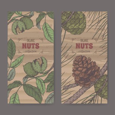 Juglans regia, namı diğer ceviz ağacı ve Pinus pinea namı diğer taş çam rengi çizimi olan iki etiket. Mutfak fındığı serisi..