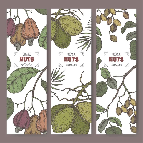Set de tres etiquetas de color con pistacho, cocotero y anacardo. Tuercas culinarias serie. — Archivo Imágenes Vectoriales