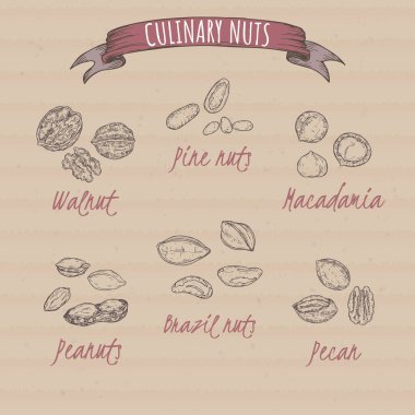 Set of six most common nuts - walnut, peanut, stone pine, Brazil nuts, macadamia, pecan. Culinary nuts series. clipart