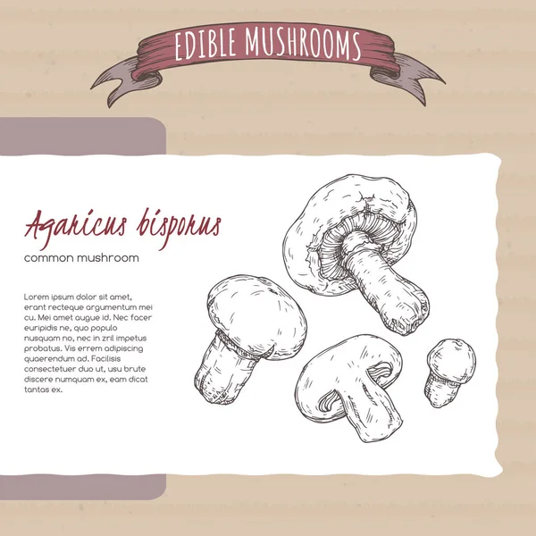 Agaricus Bisporus Namı Diğer Mantar Eskizi Karton Arka Planda Yenilebilir — Stok Vektör