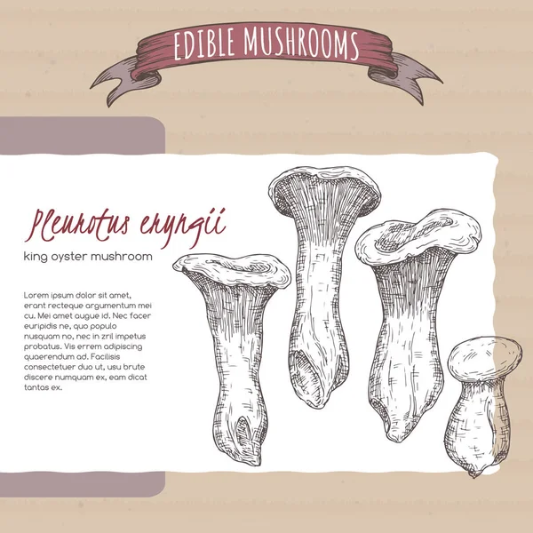 Pleurotus Eryngii Aka King Oyster Mushroom Sketch Cardboard Background Edible — Stock Vector