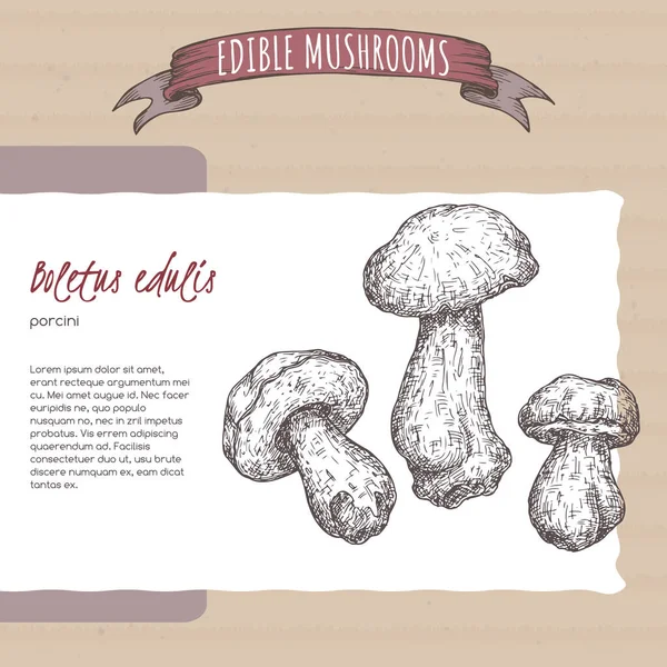 Boletus Edulis Aka Porcini Mushroom Sketch Cardboard Background Edible Mushrooms — Stock Vector