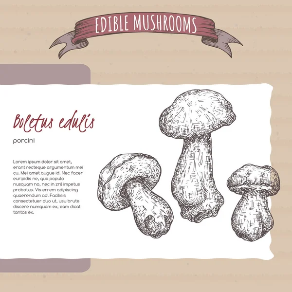 Boletus Edulis Aka Porcini Cogumelo Esboço Sobre Fundo Papelão Série — Vetor de Stock