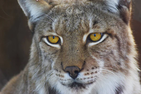 Boreale Lynx Portret Wachten Voor Zijn Prooi — Stockfoto
