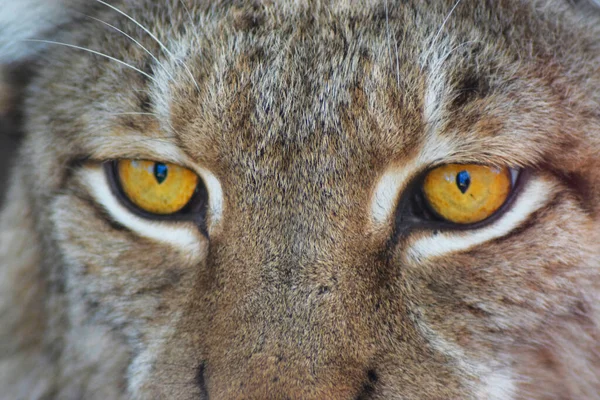 Lynx Boréal Premier Cours Regard Lynx Pleine Nature — Photo