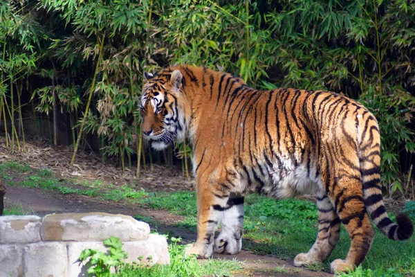 Belo Tigre Bengala Programa Cativeiro — Fotografia de Stock