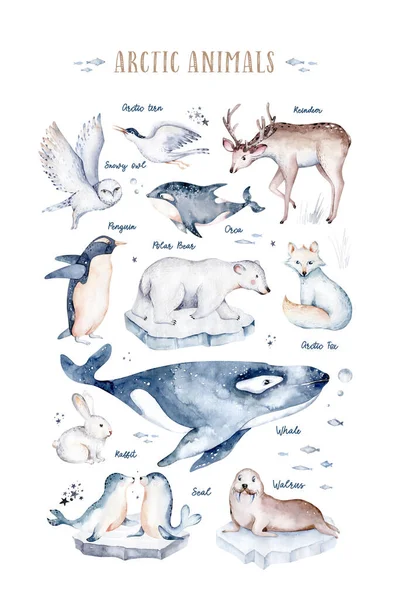 Polar Animals Watercolor Collections Snowy Owl Reindeer Polar Bear Fox — Stock Photo, Image