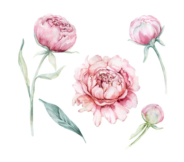 Watercolor Peony Set Vintage Floral Elements Peonies Flowers Leaves Isolated — Stock Photo, Image