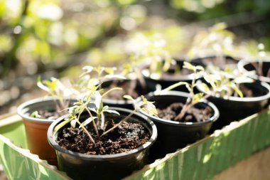 Plastik kaplarda duran taze tohum. Domates filizleri