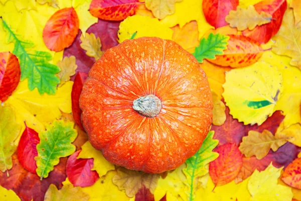 Fondo Otoñal Hojas Rojas Amarillas Verdes Calabaza Colocación Plana Espacio — Foto de Stock