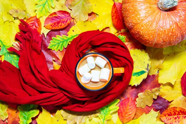 Tazza Cacao Zucca Una Sciarpa Foglie Autunnali Colorate Posa Piatta — Foto Stock