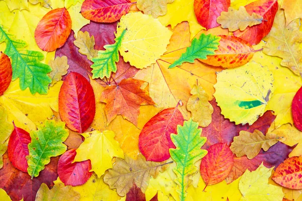 Fondo Autunnale Foglie Rosse Gialle Verdi Posa Piatta Spazio Copia — Foto Stock