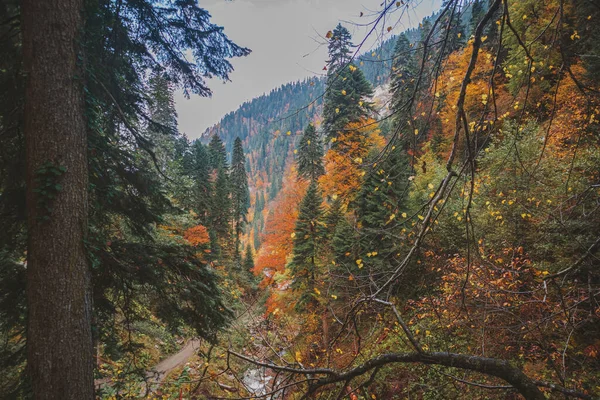 Όμορφο Φθινοπωρινό Τοπίο Δασικό Δρόμο Φθινόπωρο Στα Βουνά Του Καυκάσου — Φωτογραφία Αρχείου