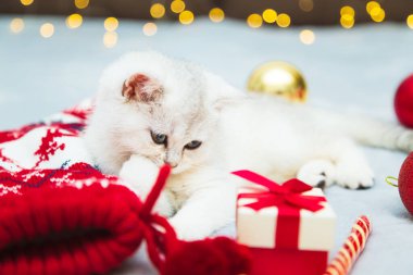 Beyaz İngiliz kedi yavrusu Noel aksesuarlarıyla battaniyede oynuyor. Lolipop, çorap, hediyeler, Noel baloları. Şenlik havası. Tatili bekliyorum.. 