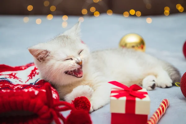 White British Kitten Playing Blanket Christmas Accessories Lollipop Socks Gifts — Stock Photo, Image