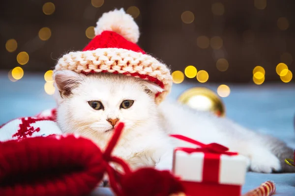 White British Kitten Santa Hat Lying Blanket Christmas Accessories Nearby — Stock Photo, Image