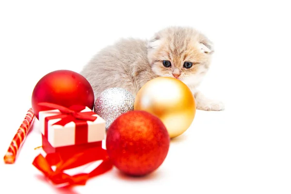 Funny British Kitten Christmas Decor Isolated White — Stock Photo, Image