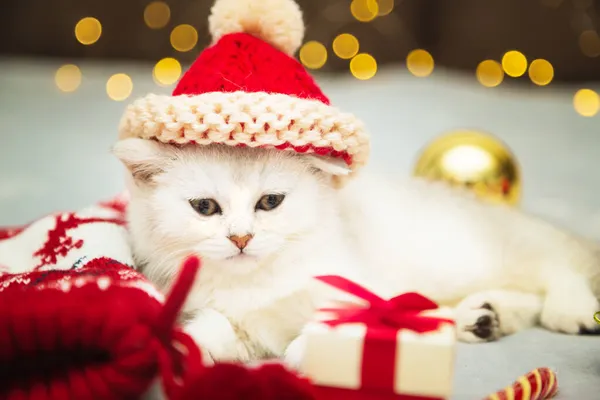 Wit Brits Poesje Een Kerstmuts Liggend Een Deken Zijn Kerstaccessoires — Stockfoto