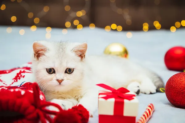 White British Kitten Playing Blanket Christmas Accessories Lollipop Socks Gifts — Stock Photo, Image