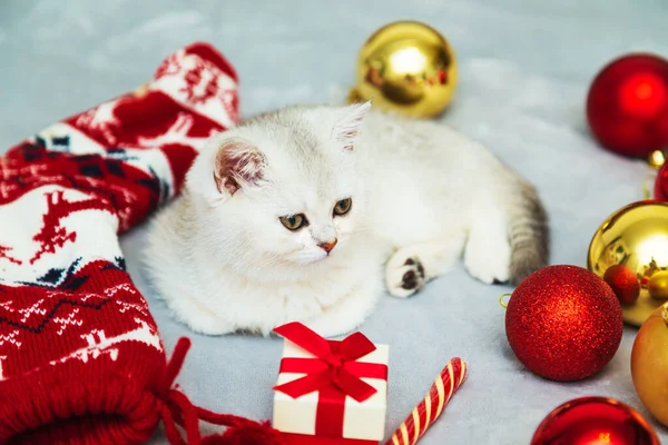 White British Kitten Playing Blanket Christmas Accessories Lollipop Socks Gifts — Stock Photo, Image