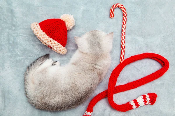 Beyaz Ngiliz Kedi Yavrusu Kırmızı Şapkalı Gri Bir Yatak Örtüsünde — Stok fotoğraf