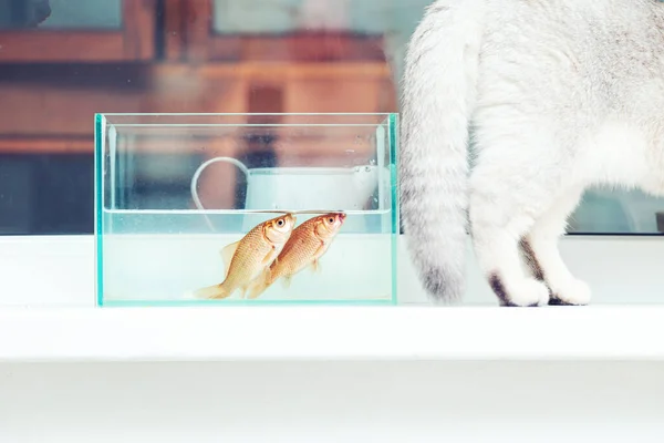 Goudvissen Uit Het Aquarium Kijken Naar Britse Kat Humor — Stockfoto