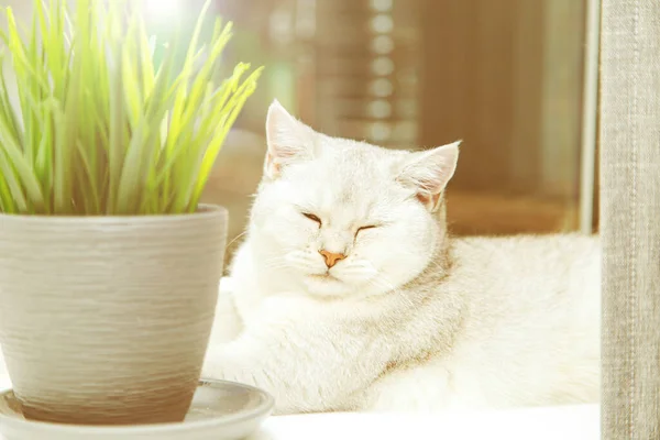 Британская Коротенькая Серебряная Кошка Лежит Подоконнике Прячется Цветочным Горшком — стоковое фото