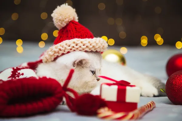 White British Kitten Santa Hat Lying Blanket Christmas Accessories Nearby — Stock Photo, Image