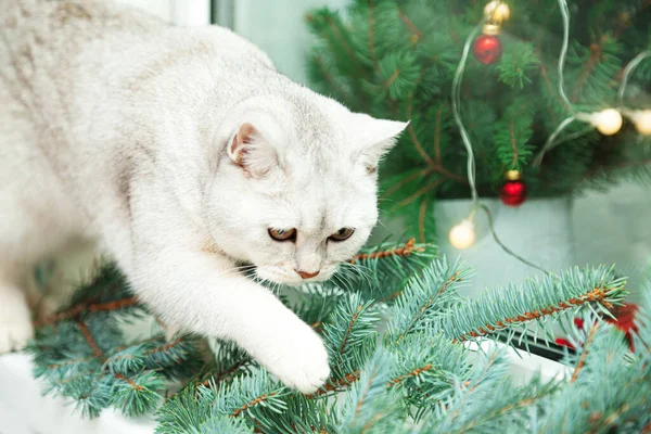 Zvědavá Britská Bílá Kočka Čichá Jedlovým Větvím Vánoční Novoroční Výzdoba — Stock fotografie
