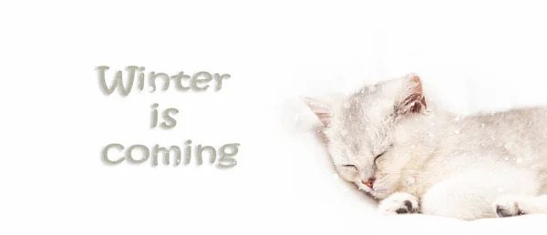 Small White British Kitten Sleeps White Background Snow Falls Inscription — Stock Photo, Image