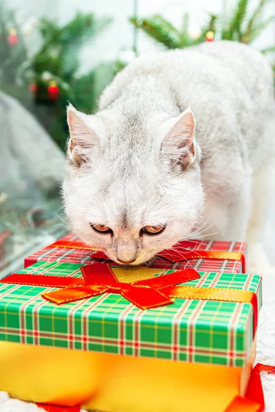 Curious British White Cat Sniffs Gift Box Christmas New Year — Stock Photo, Image